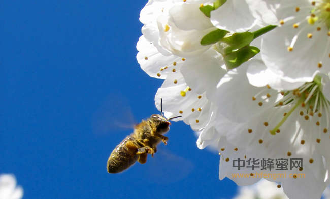 蜂胶为什么能防癌呢？