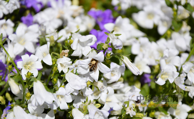 蜜蜂育种｜蜂群的生产能力与杂交种的合理利用