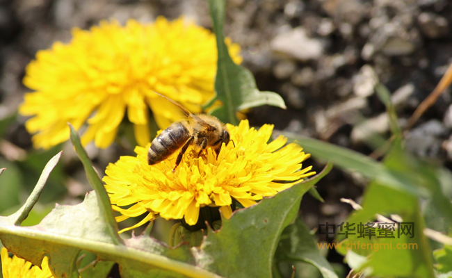 秋天蜂蜜减肥方法瘦身又养颜
