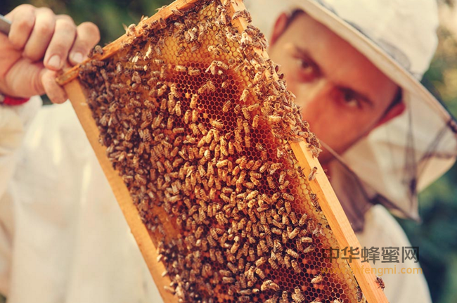 吃蜂巢蜜的好处