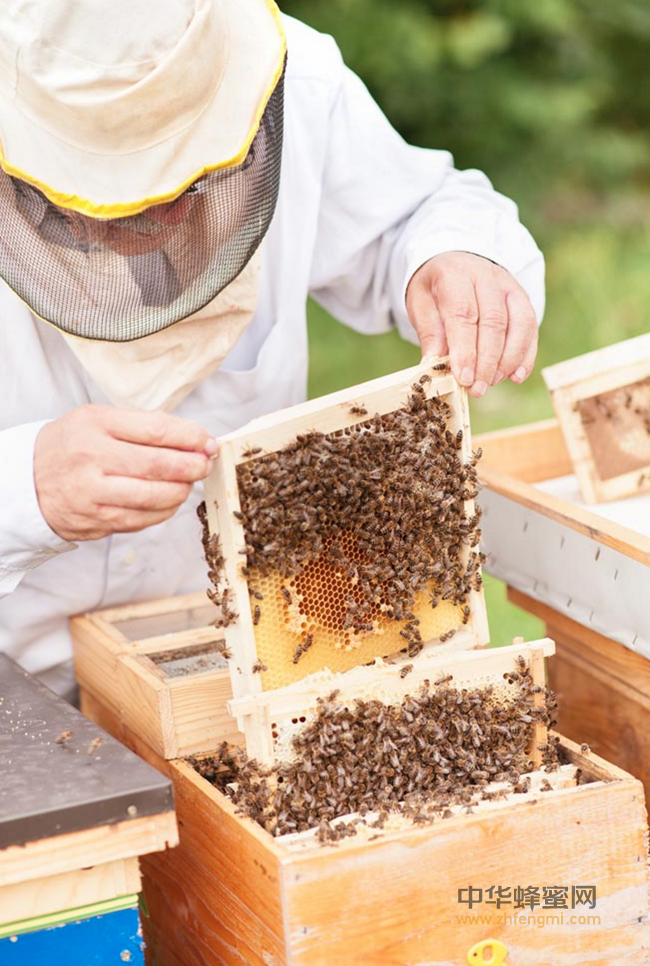 6大蜂蜜美容护肤食谱