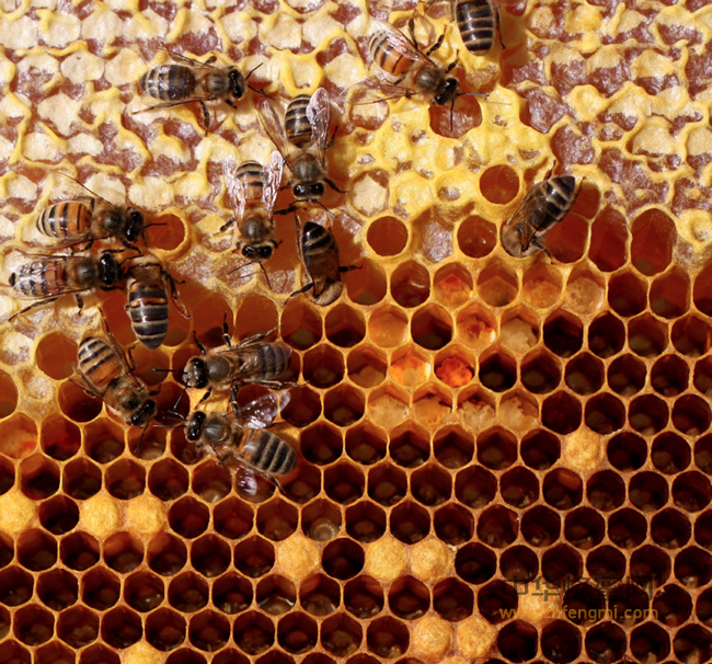 纯天然蜂蜜天热很稀