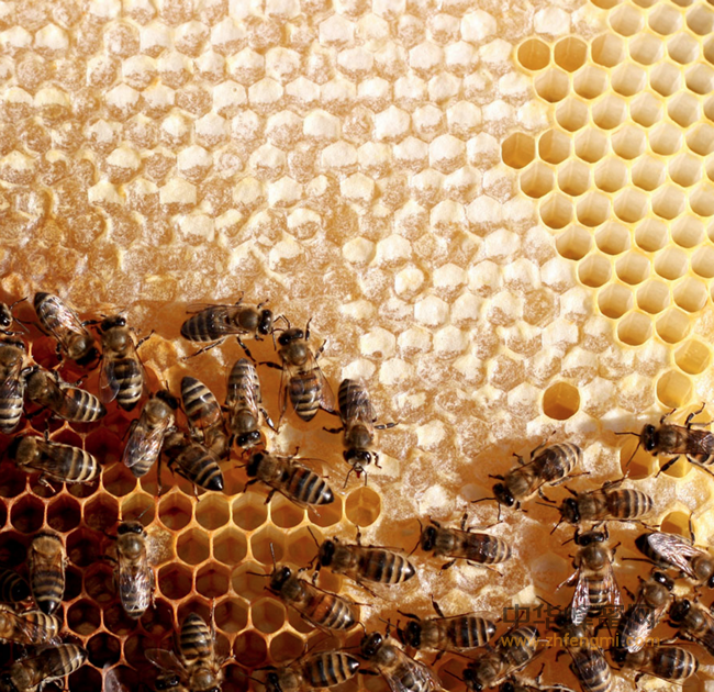 科学家揭示蜜蜂群居行为的秘密
