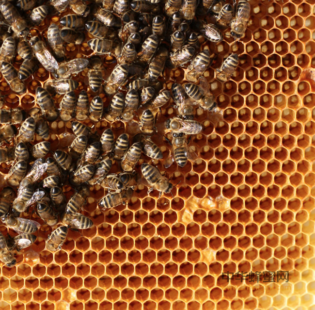 长喝蜂蜜能防过敏