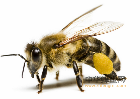 ♨一斤蜂蜜等于100斤保健品