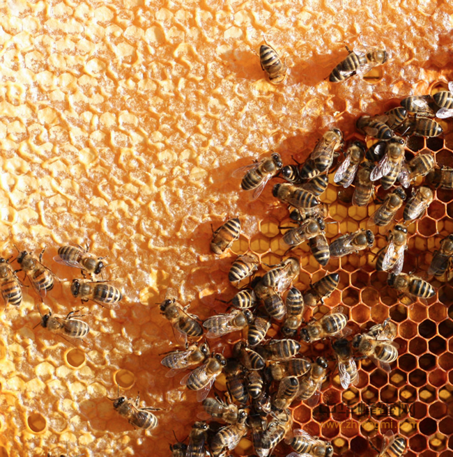 蜂蜜的食用方法以及功效，买蜂蜜必学的经验，大家可以转发让更多的朋友们看看，只有懂蜂蜜才能买到好蜂蜜。
