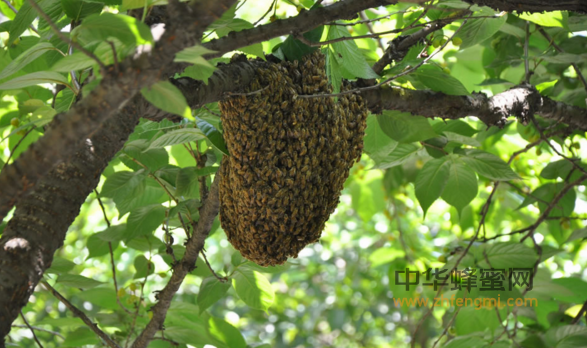 蜂蜜——女人的天然美容剂