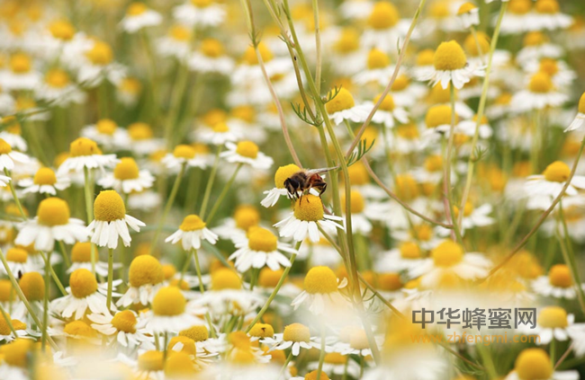 纯蜂蜜、纯天然植物蜜源蜂蜜；买蜂蜜前先弄清楚再买不迟！！！
