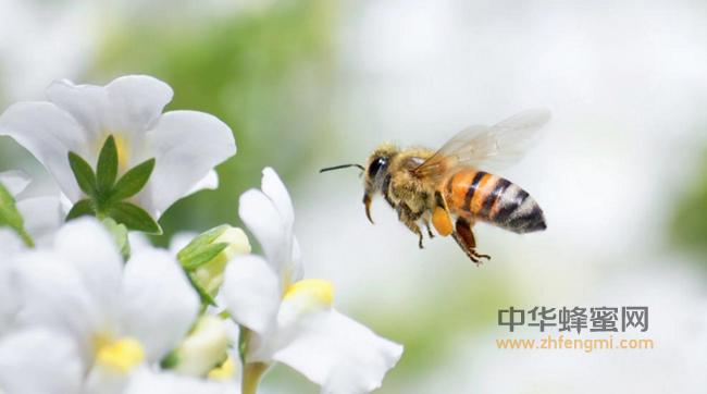 蜂胶可以治疗口腔溃疡吗？必须的！