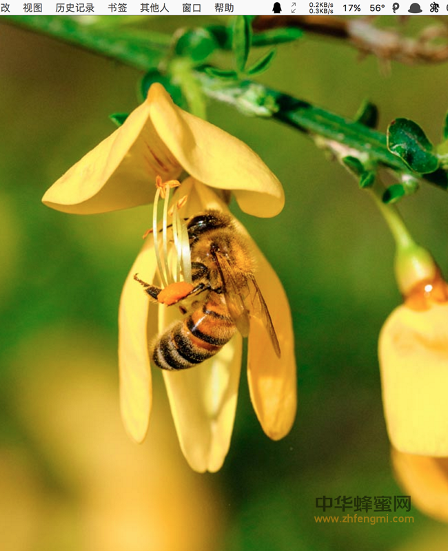 茶花蜂花粉的功效和特点