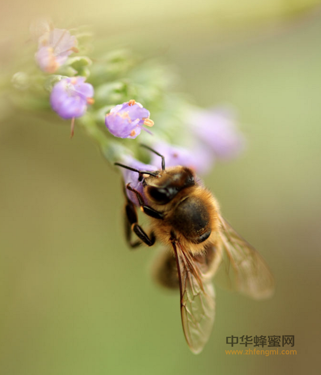 这些蜂蜜祛斑方法，帮您轻松告别小花脸！