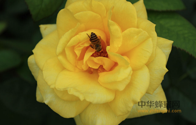 带你一起了解土蜂蜜养殖以及蜂蜜是怎样收割的<a