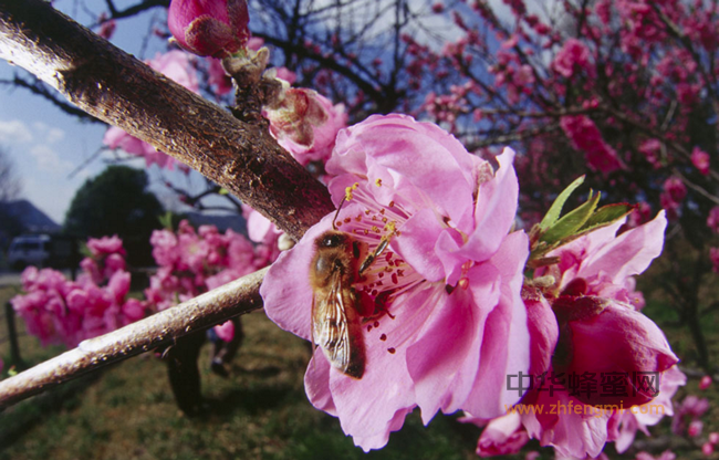 春节吃蜂蜜的好处