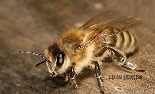 蜂蜜每天吃多少最好？吃对了才最有效！