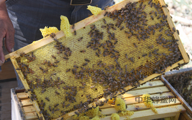 【宋健康】关于蜂蜜和冰的那点事儿...