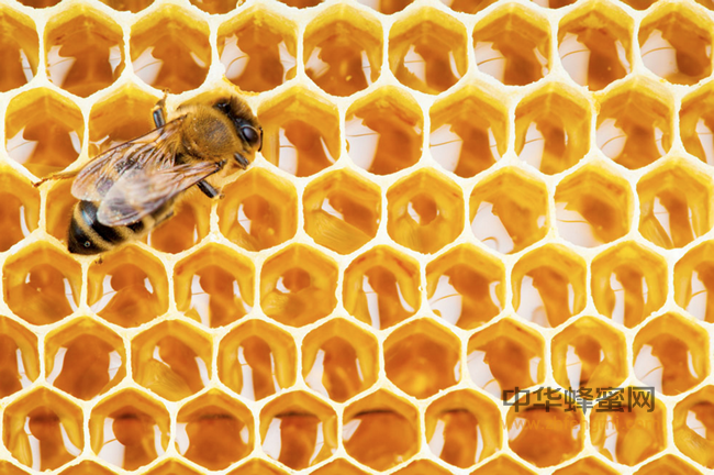 蜜蜂疾病的防御与防治
