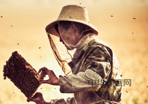 你相信吗?世界上最棒的抗生素居然是蜂蜜！