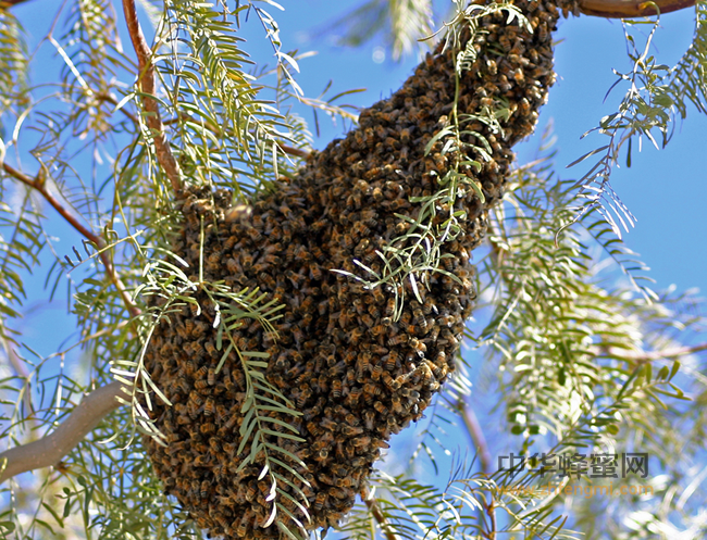 天然蜂蜜，就一定是好蜂蜜吗