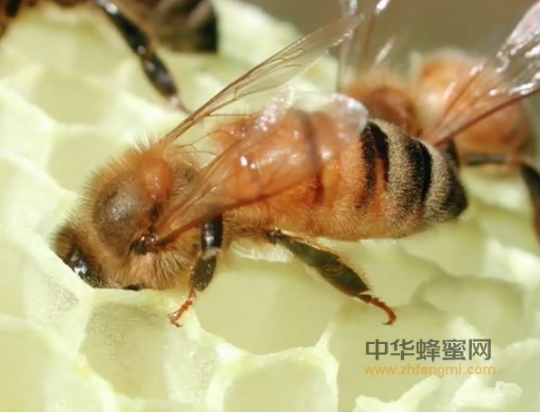 蜂螨的无公害防治技术