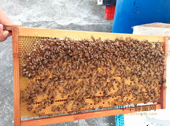 洋槐蜂蜜的作用与功效