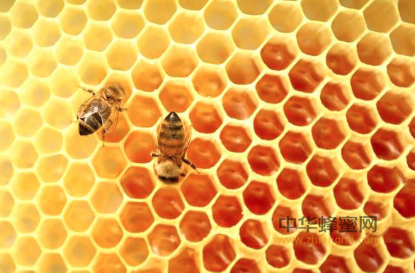 久坐不动的上班族，怎少得了蜂蜜？