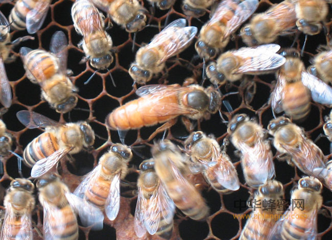 超市浓缩蜜，蜂蜜行业的灾难。