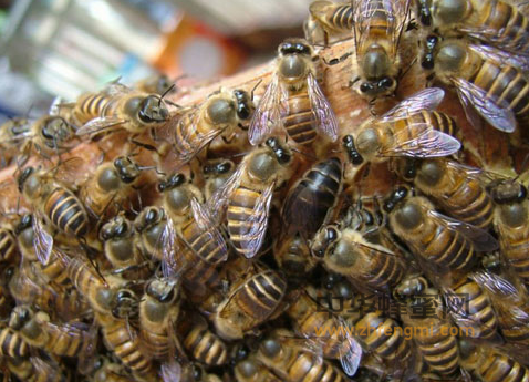 养蜂后继无人，蜂蜜大幅减少