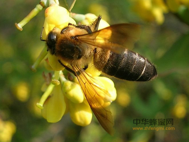 纯蜂蜜是如何采来的呢？