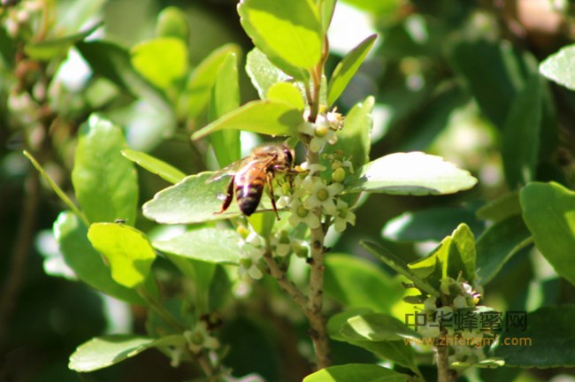 专家解读：蜂蜜为何容易掺假且又难以检测出？