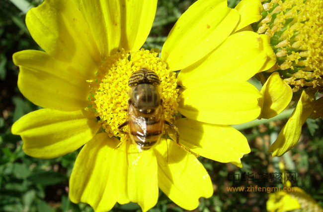 土蜂蜜生产全过程解析，带你领略真正土蜂蜜的由来