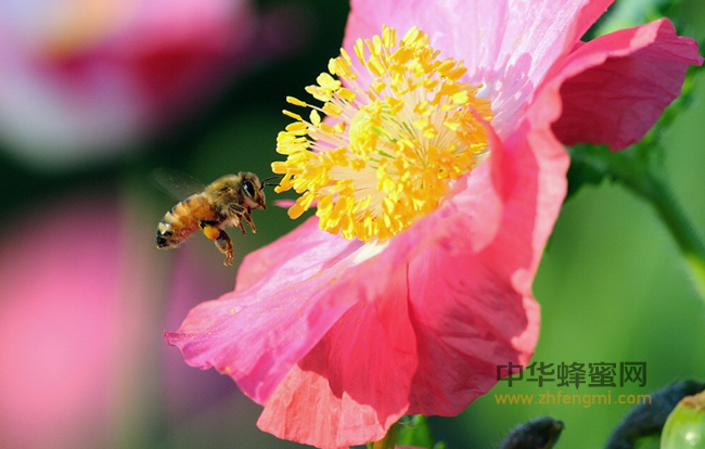蜂蜜居然是夏季的最佳美容小帮手！