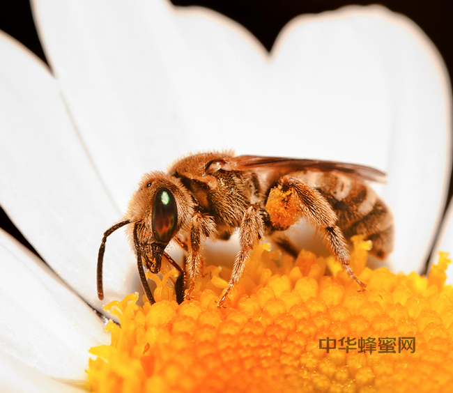 蜜蜂采蜜的过程