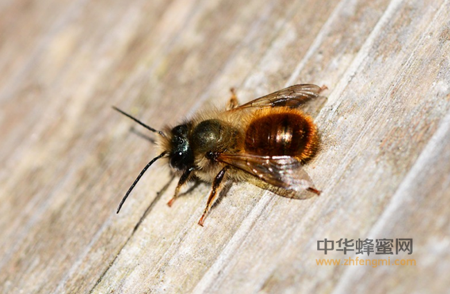 吃蜂蜜竟会加重体内湿气！你中招了吗？