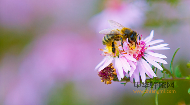 蜂蜜到底是酸性的还是碱性的？
