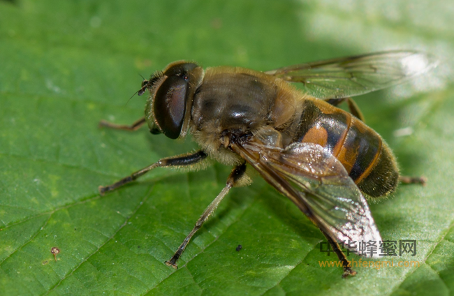 蜂花粉可以有效防治前列腺