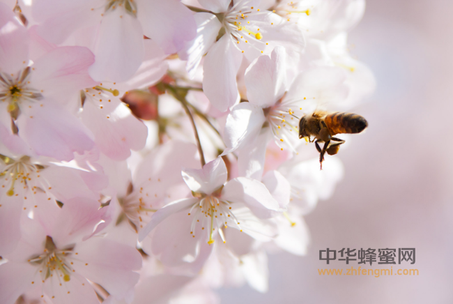人类使用蜂产品的历史及中国蜂蜜<a