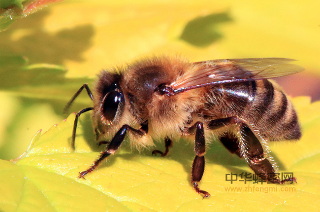 蜂蜜消费误区，别再误解纯正蜂蜜了