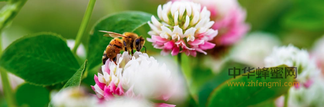 【揭秘】为什么吃蜂王浆能延年益寿呢？
