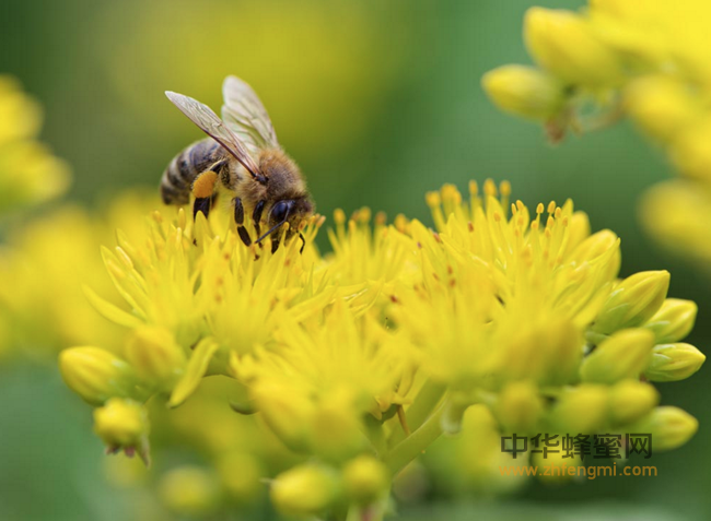 为什么蜂蜜能保护心血管？