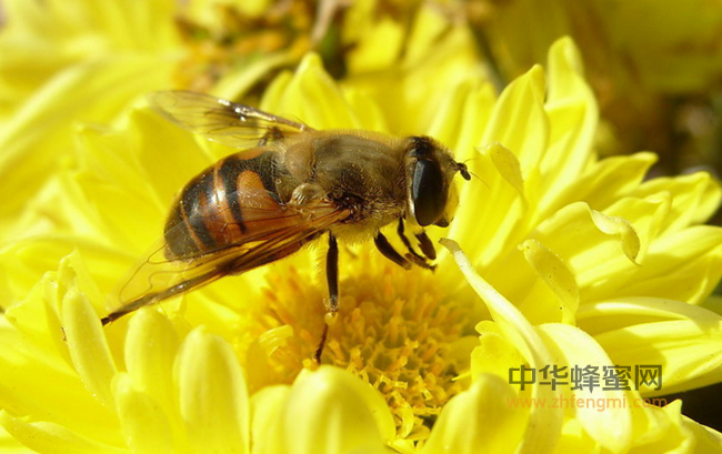 史上最全土蜂蜜知识 99%的人看了 再也不买超市蜜了