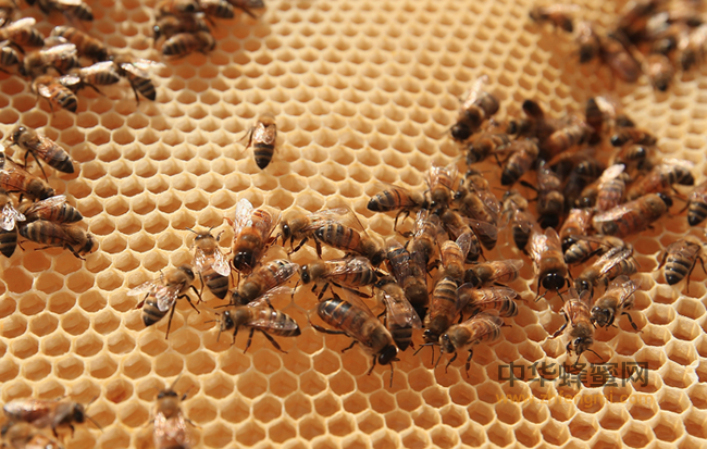 养蜂人越来越少成本越来越高，为何蜂蜜一直没有涨价