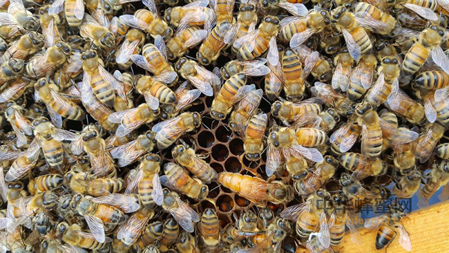养殖中蜂的优势