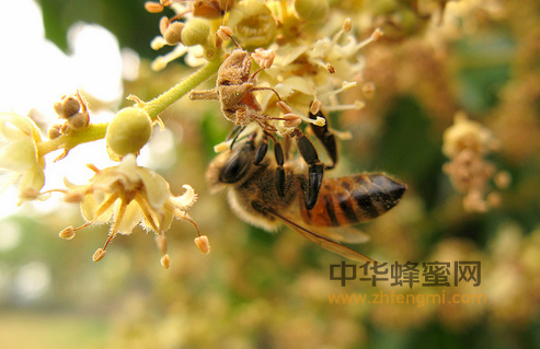 蜂王浆可调节内分泌疾病
