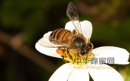 鉴别蜂蜜是否天然？夏天是最佳时间！