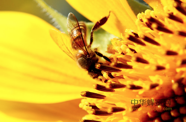 蜂花粉——慢性前列腺炎的真正克星