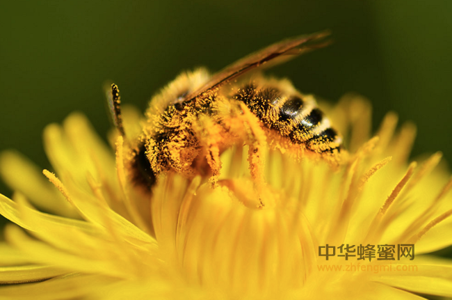 每天服用多少蜂花粉最好？