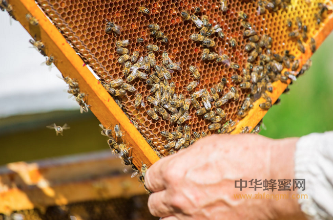 荞麦蜂蜜，蜜中粗粮！
