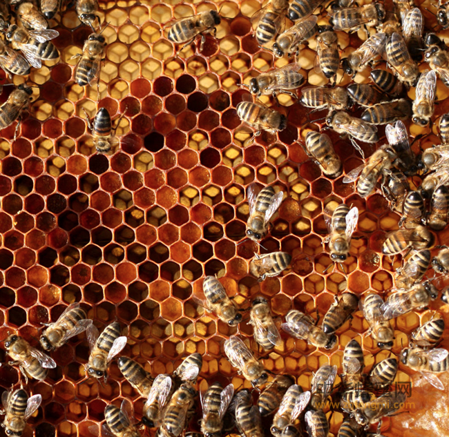 炎热的夏季，蜂蜜如何储存？