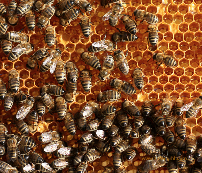 过保质期的蜂蜜能吃吗？