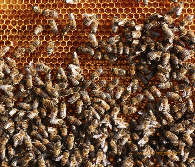 蜂蜜中的酶，真的没你不行！